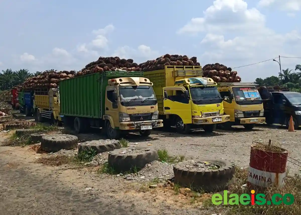 BioSolar Sulit Didapat, Petani Kena Imbasnya