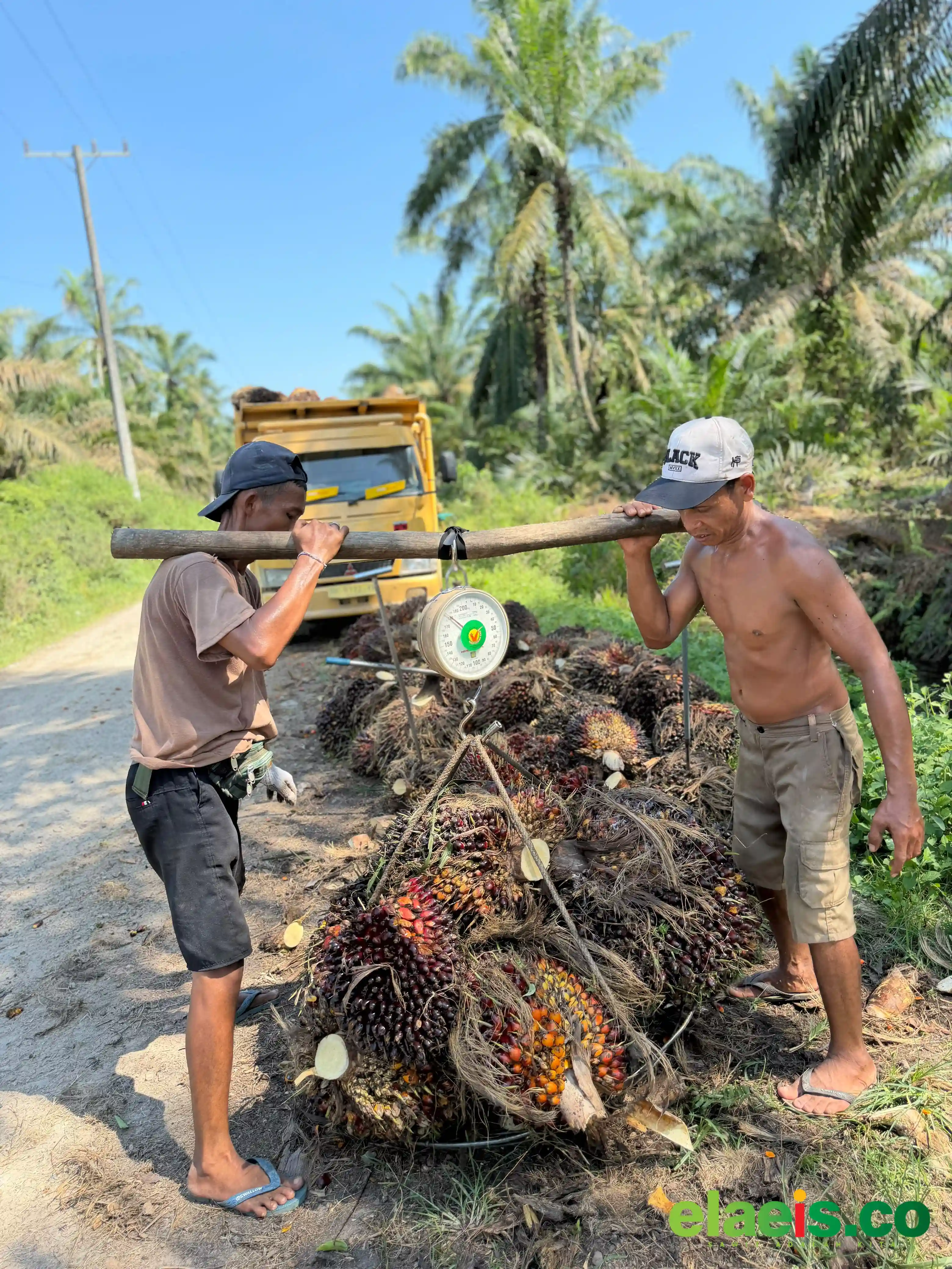 Dekati Rp4.000/kg, Segini Harga Sawit Plasma di Sumut