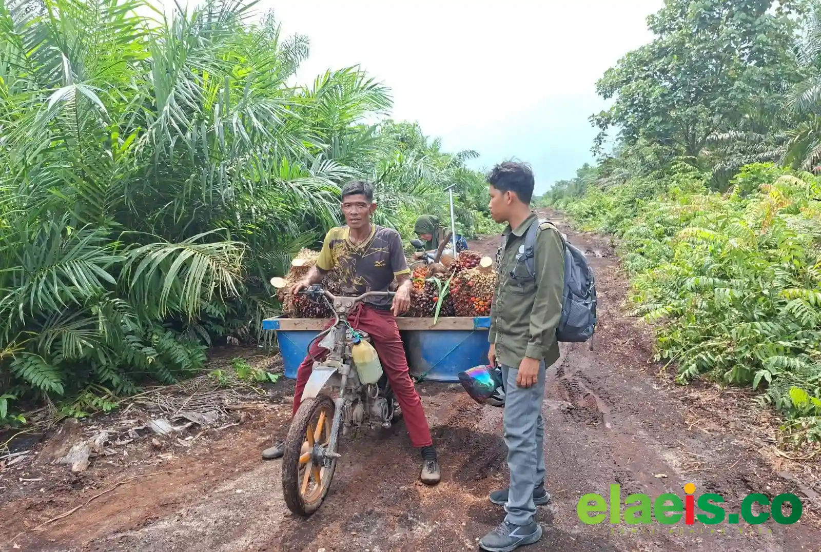 Pekerja Kebun Hampir Diterkam Harimau Saat Angkut Sawit