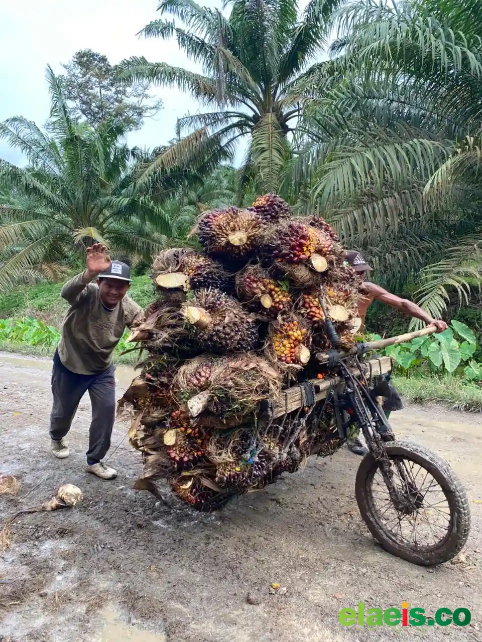 Pengembangan SDM Sawit di Bengkalis Penting Dilakukan