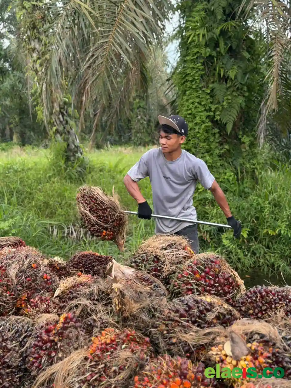 Harga Sawit Plasma Riau Merangkak Naik