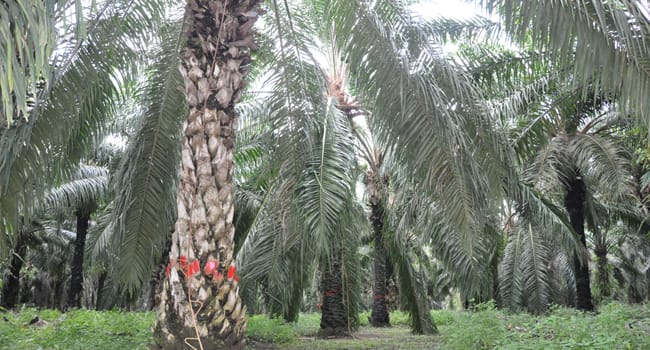 5 Rekomendasi Penerapan Moratorium Sawit dari Masyarakat Sipil
