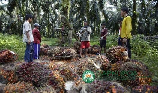 PSR Ala Siput di Riau