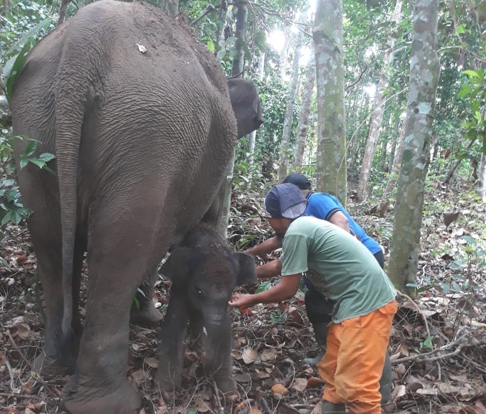 Gajah di TNTN Pelalawan Melahirkan Bayi Jantan