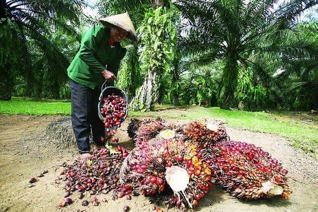 Harga TBS Sawit Riau Naik, Ikuti CPO