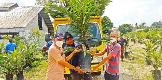 Petani Dapat Membeli Bibit Sawit Bersertifikat lewat Aplikasi