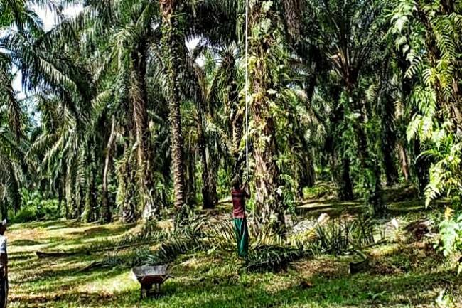 Ekonom Ini Sebut Pemerintah Kurang Getol Promosi PSR