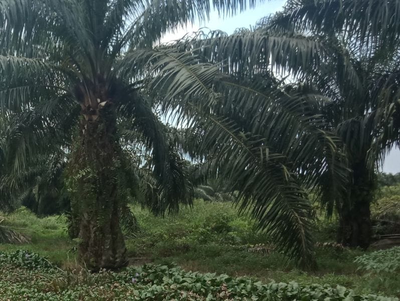 Mau Tahu Sejarah Sawit di Lampung, Baca Disini...