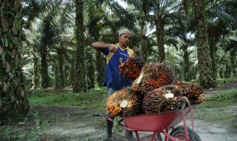 Harga Sawit di Riau Turun Jadi Rp2.361 Per Kilogram