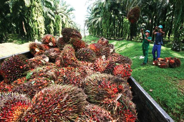 Harga CPO Perlahan Mulai Turun, Ini Penyebabnya