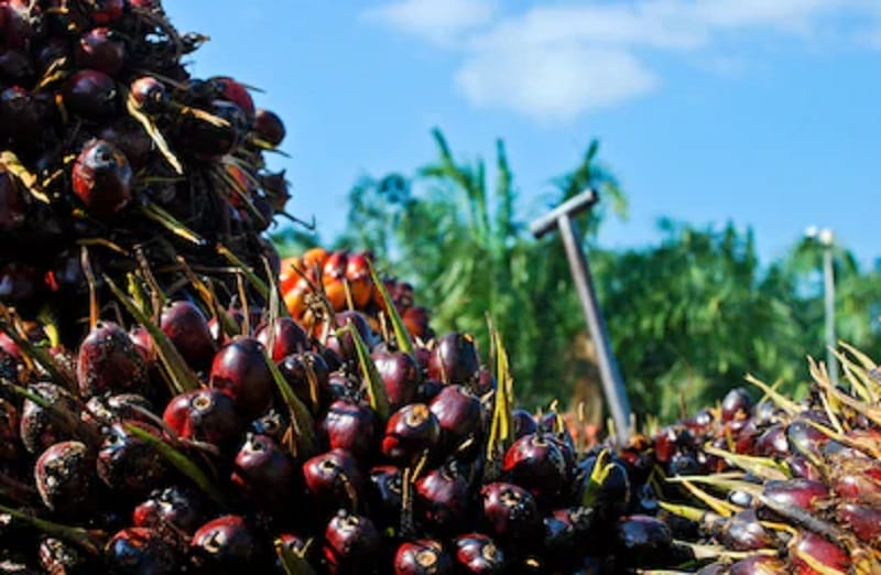 Kampanye Negatif Selalu Hadang Sawit Indonesia, padahal...