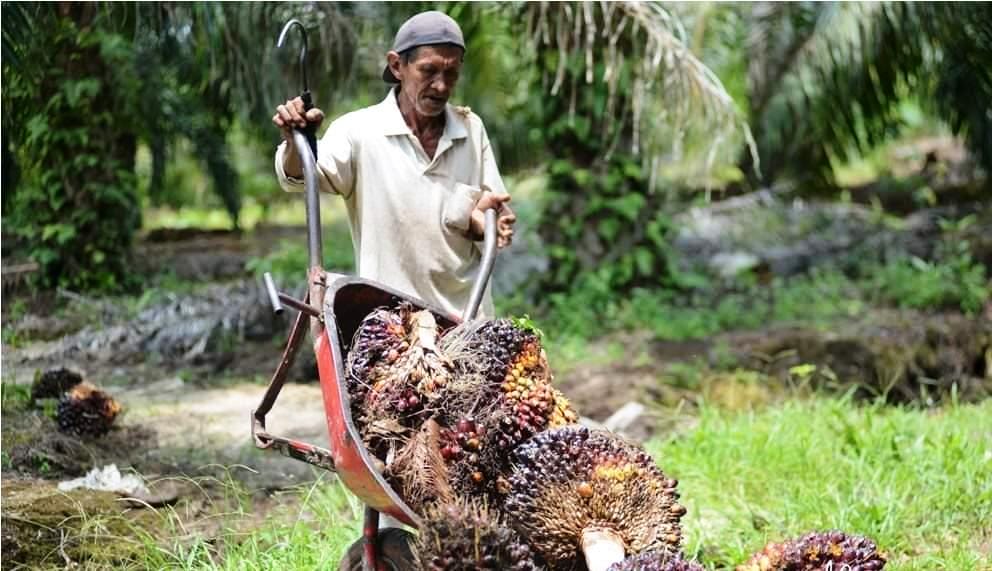 Kalau Sawit Rakyat Digusur, Dampaknya Bakal Ngeri Kali Wak!