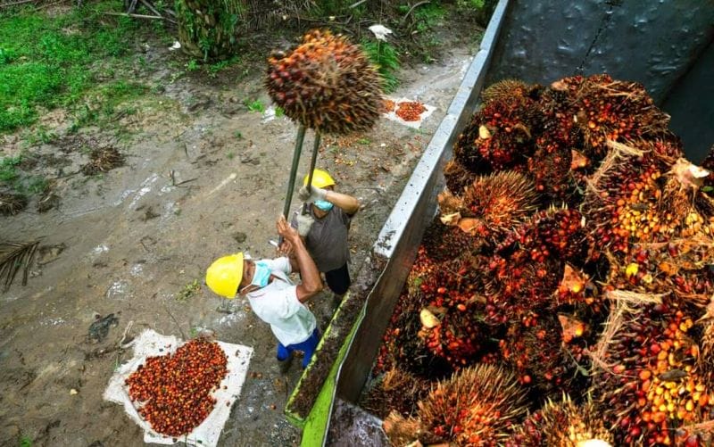 Tiga Aspek Vital yang Diprioritaskan Industri Sawit