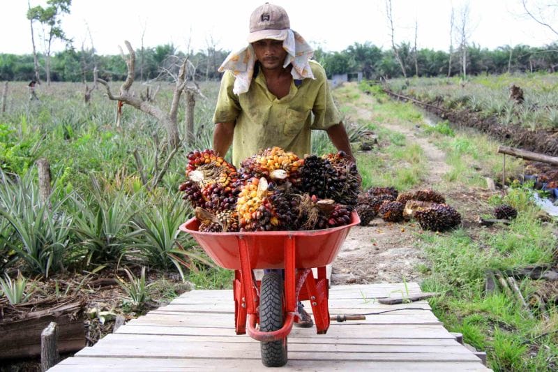 Harga Sawit Rp1.550/Kg, Petani Pesisir Selatan Gembira