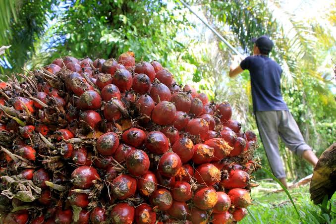 Gapki Prediksi Produksi Sawit Naik 7,29 Juta Ton