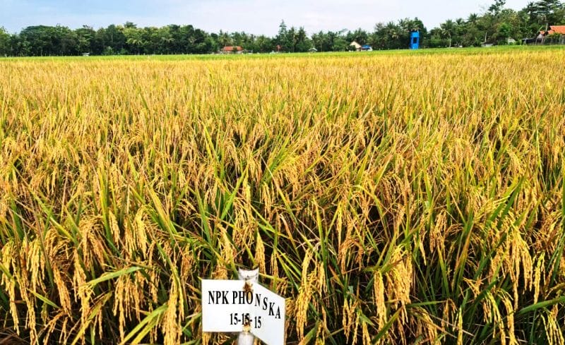 Sebelum Memupuk, Pastikan Dulu 'Tabungan' Hara nya