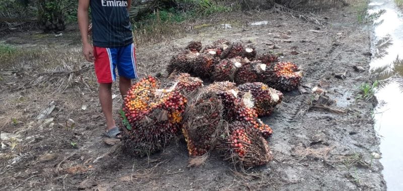 Di Energi Terbarukan, Petani Masih Jadi 'Mainan'