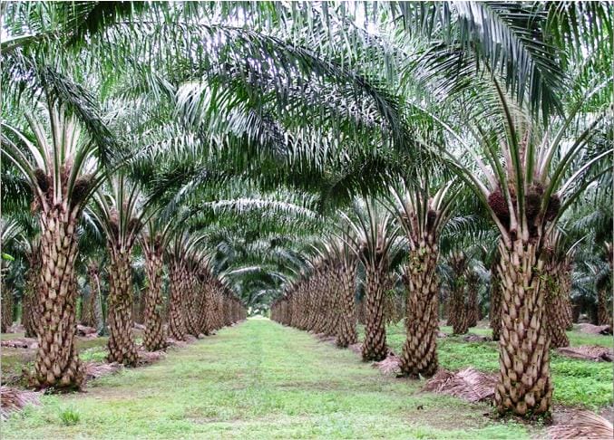Agar Makin Banyak yang Menikmati, Kebun Sawit Rakyat Harus Diperbanyak