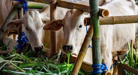 Puluhan Ribu Ekor Sapi Didatangkan dari Australia ke Sumut
