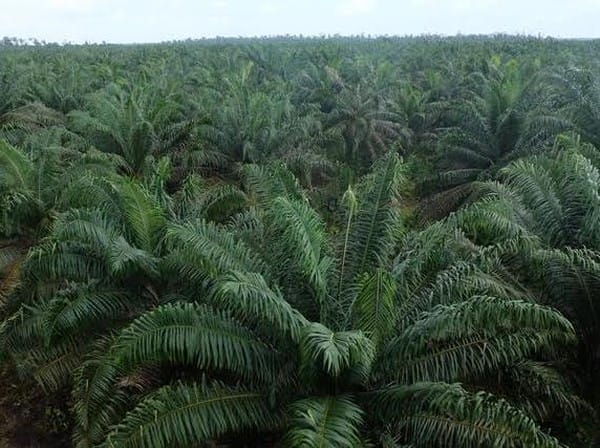 Anggota Dewan ini Kritik Rencana Moratorium Pembukaan Perkebunan Sawit