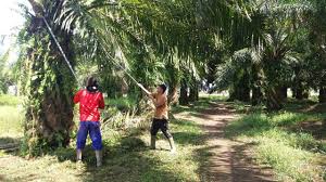 Penurunan CPO Belum Pengaruhi Harga TBS di Aceh Singkil