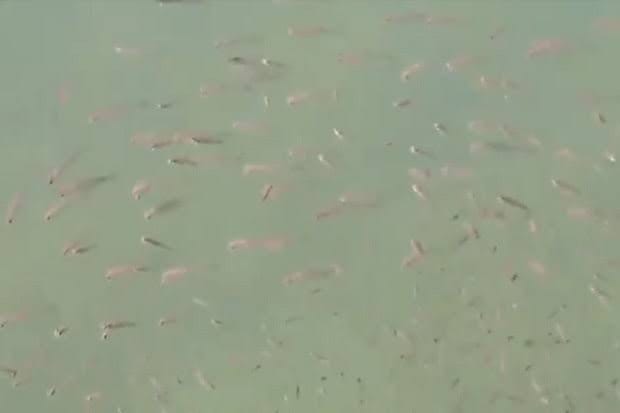 Fenomena Ikan Dasar Laut Naik ke Permukaan, Warga Diminta Tenang