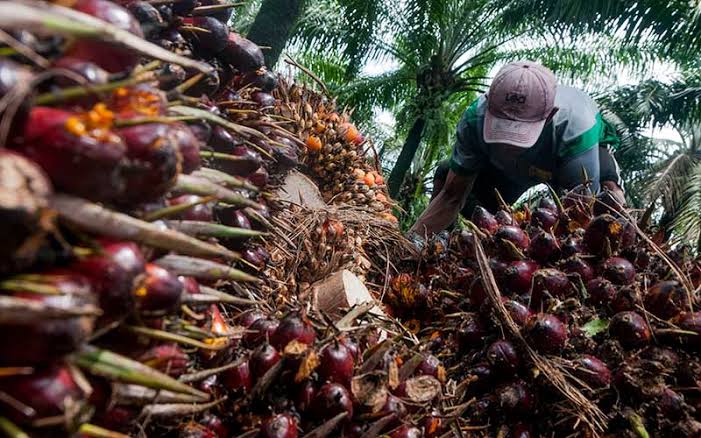 Bukan Indonesia, Ini Negara Pemasok Minyak Sawit Terbesar ke India