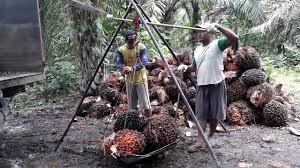 Tarif PE Direvisi, Petani Berharap Harga TBS Terdongkrak