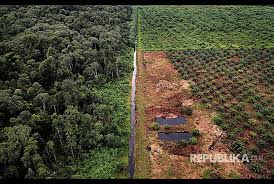 Meski Masuk Kawasan Hutan, Program Replanting Tetap Jalan