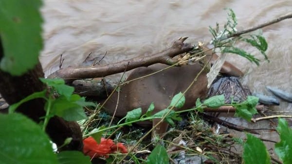 Puluhan Sapi dan Kuda Hanyut Diseret Banjir Bandang