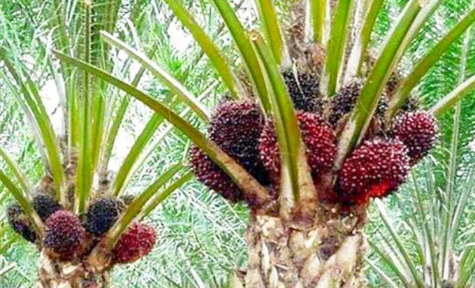 Sumut Bentuk Tim Khusus Untuk Tangani Persoalan Sawit
