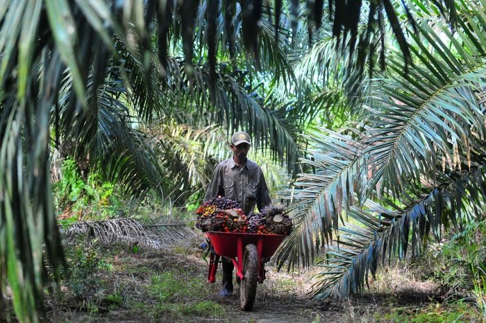 Sawit Bikin Ekonomi Riau Kinclong