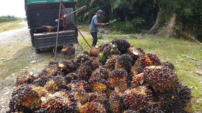 Permainan Harga Sawit Bikin Petani Siak Menjerit
