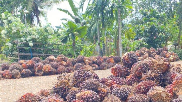 Sortasi Sawit Tergantung Mutu TBS