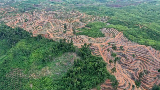 Pemerintah Masih Telaah Moratorium Sawit