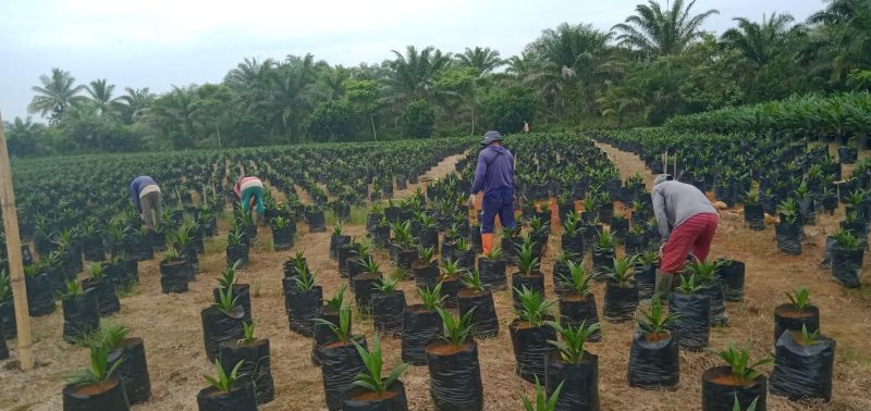 Rekomtek PSR Berubah, Omzet Penangkar Urung Bertambah