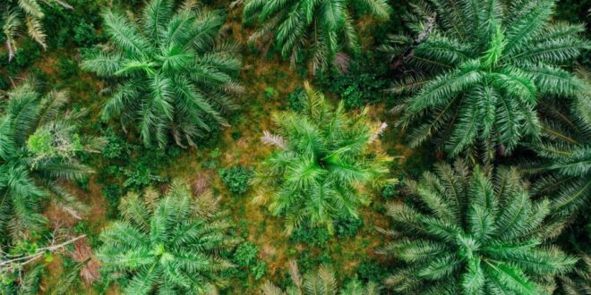 Sudah SHM, Ribuan Hektar Kebun PIR Masuk Kawasan Hutan