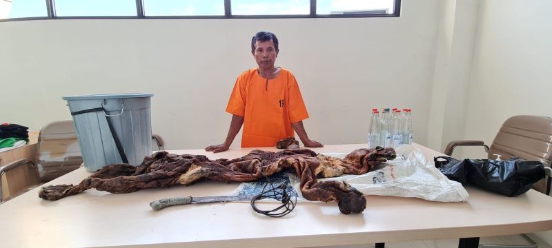 Harimau Sumatera di Riau Dikuliti, Pria 58 Tahun Ditangkap