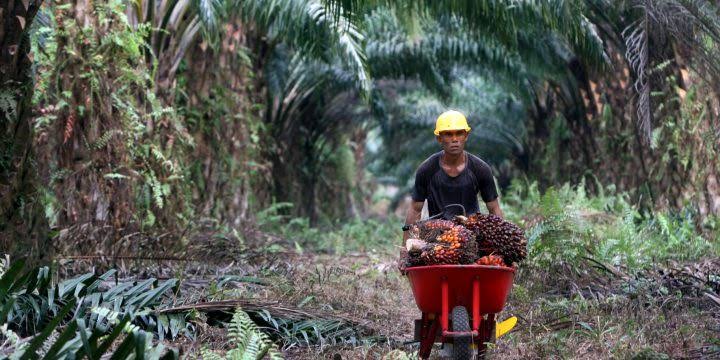 Turun Dikit, Harga Sawit Siak Sepekan Kedepan Segini