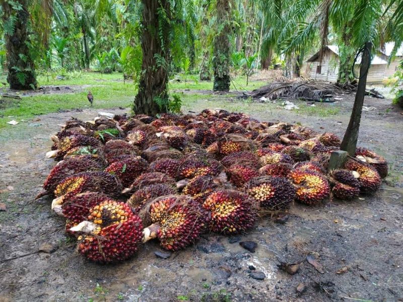 Pergub Harga TBS Petani Swadaya Menunggu Diteken