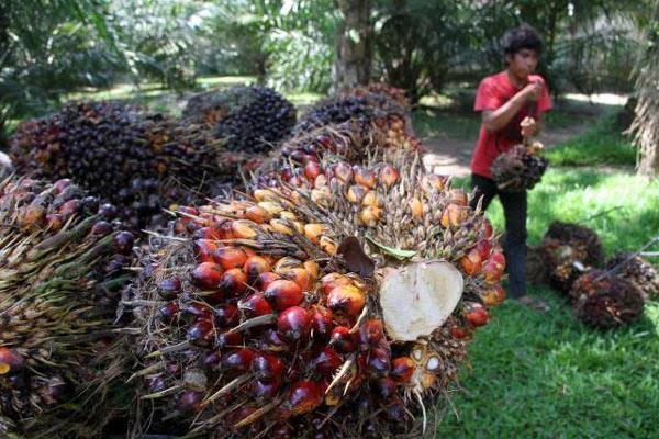 Sawit Mahal, Tinera Jaya Kantongi Rp2,3 M
