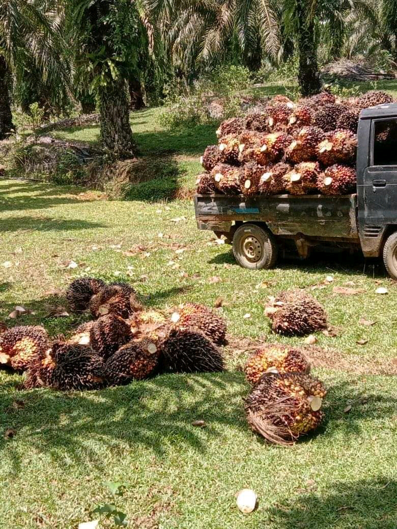 Pekebun Sawit, Petani Paling Sejahtera di Daerah ini