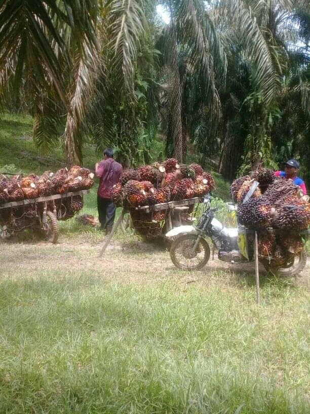 Petani Penggarap Hutan Lindung pun Ikut Bayar PBB