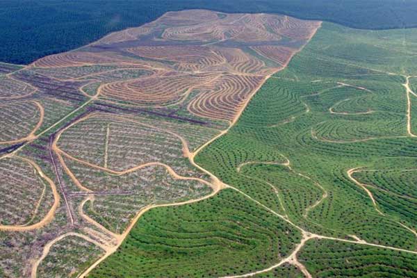 Biofuel Sawit Disebut Bikin Deforestasi, Tungkot: Kontradiksi Tu!