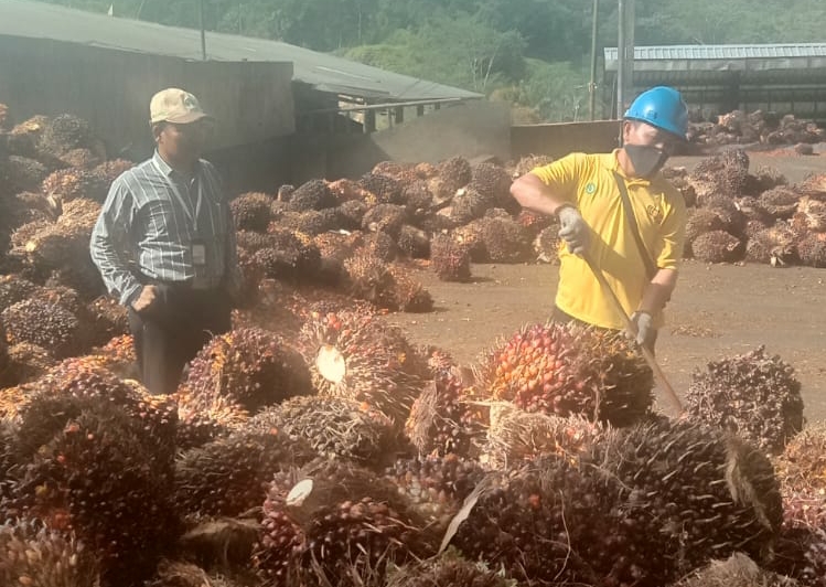 Tips Buat Petani: Jangan Percaya Petugas Sortasi