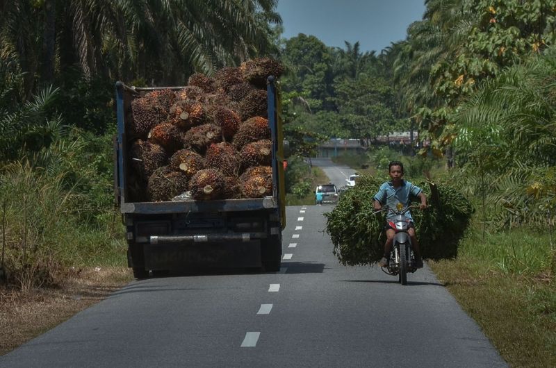 Wow! Pajak Sawit Capai Rp20 Triliun, Tenaga Kerja Puluhan Juta