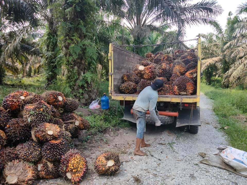 Harga TBS Naik, Akhir Pekan Petani Lebih Ceria