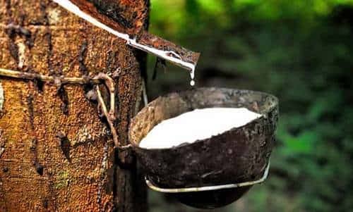 Awal Oktober, Harga Karet di Riau Masih Stabil