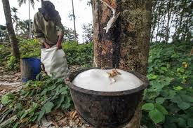 Setelah Pergub Sawit, Riau Bakal Punya Pergub Karet