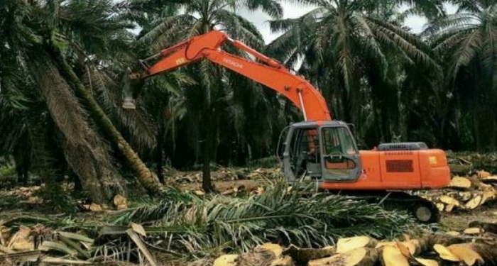 PSR 420 Hektar Sawit Selesai Tanpa Kendala, Ini Rahasianya